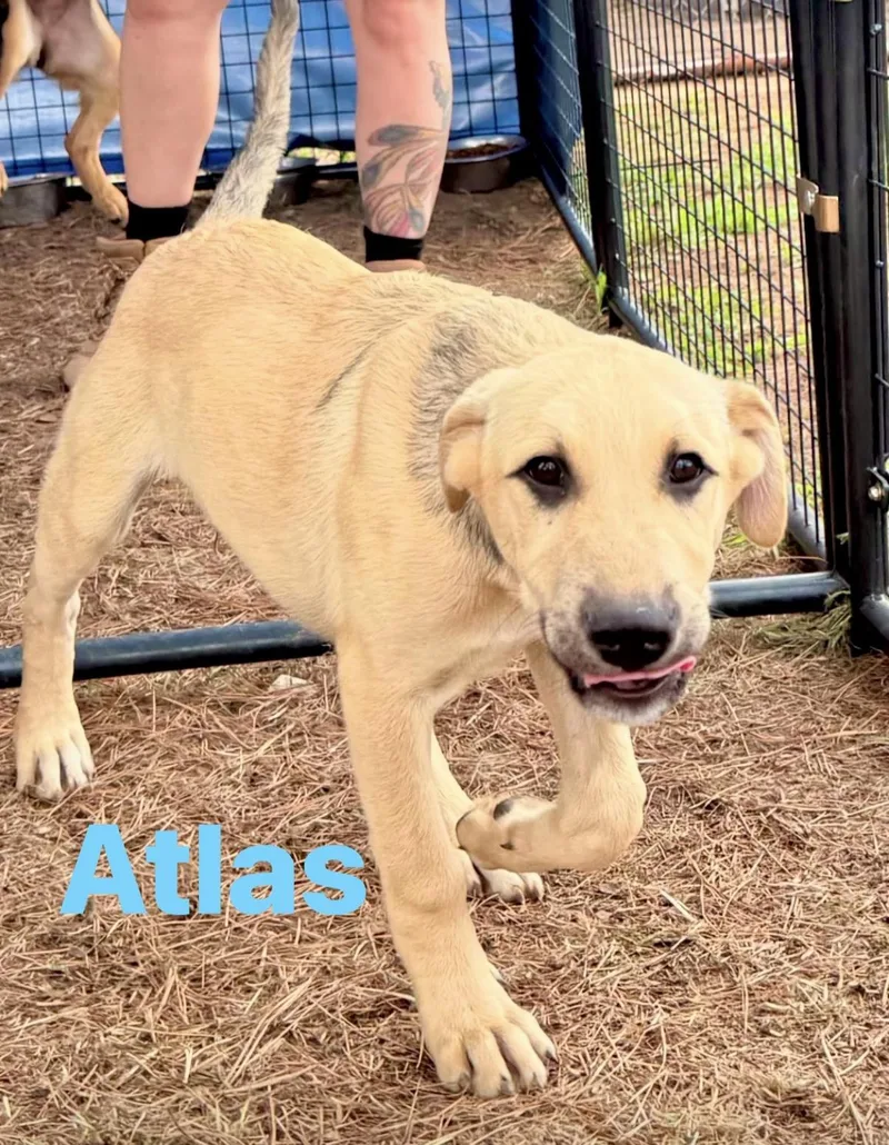 Atlas