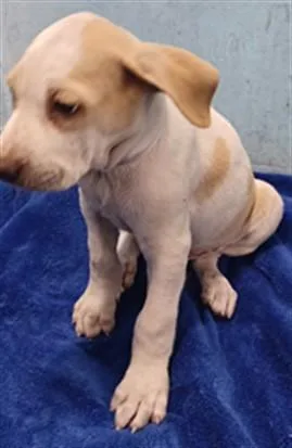 A baby small-sized male Pit Bull Terrier dog named Pistachio for adoption in Baldwin Park, CA