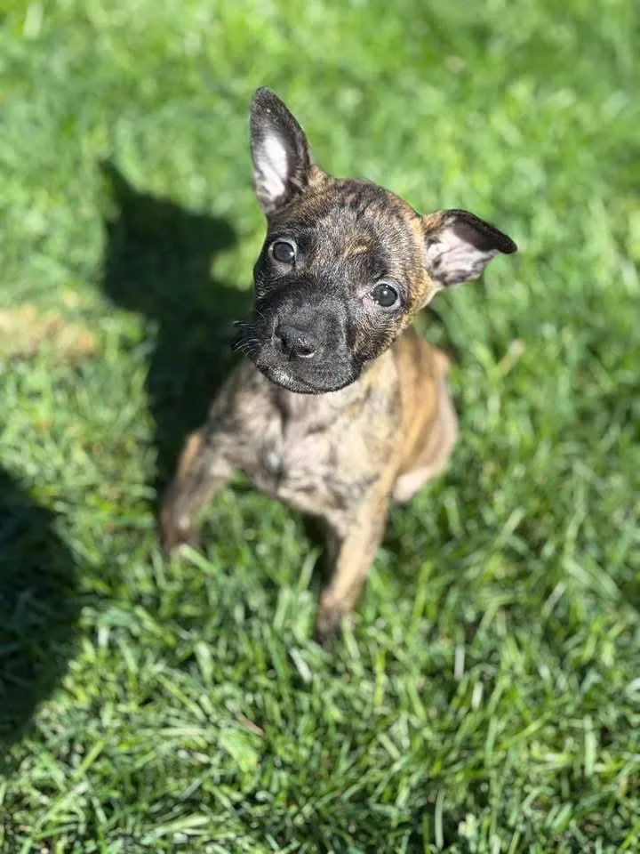 A baby small-sized male Brindle Terrier dog named Boomer for adoption in Warsaw, IN