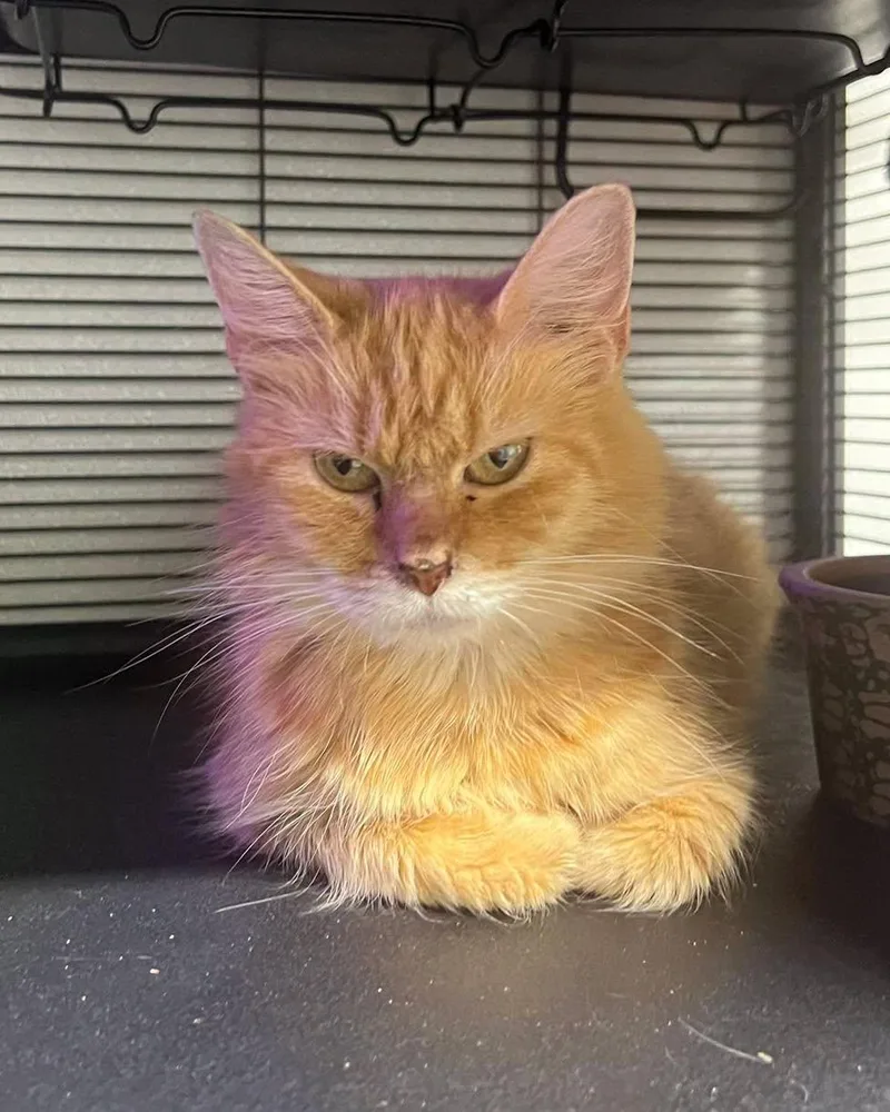 An adult medium-sized female Tabby cat named Marmalade for adoption in Richmond Dale, OH