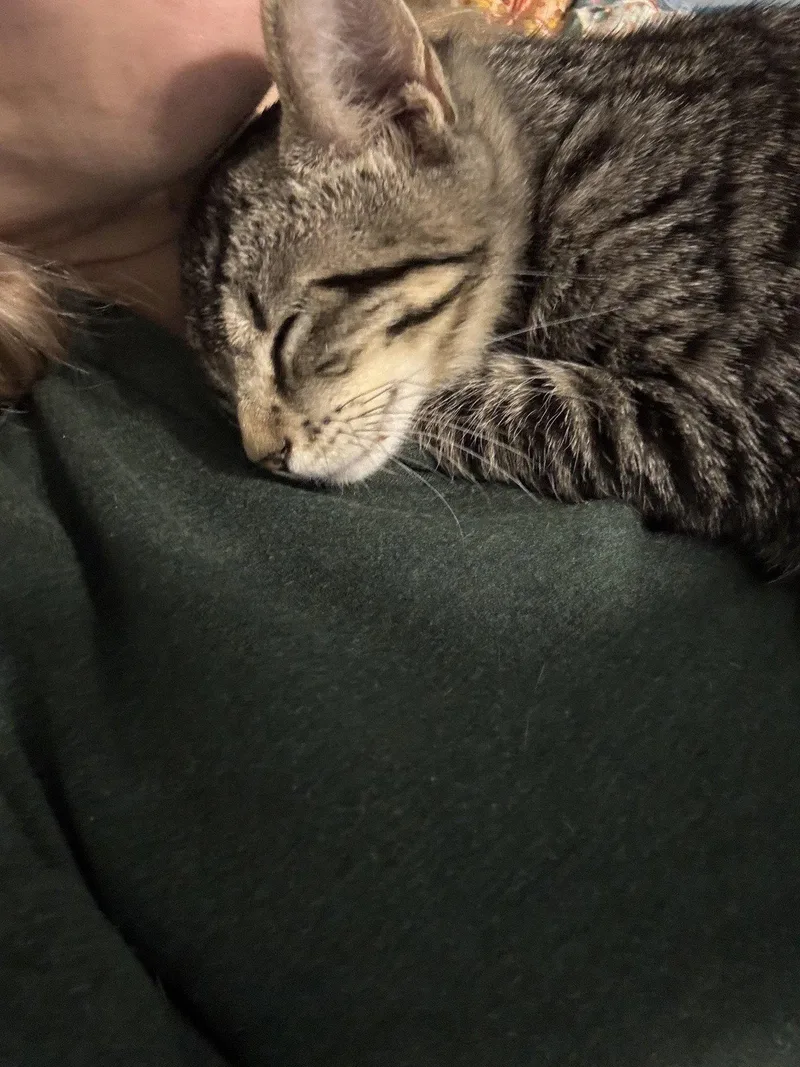 A baby medium-sized female Domestic Short Hair cat named Finch  Willow Grove for adoption in Greenville, DE