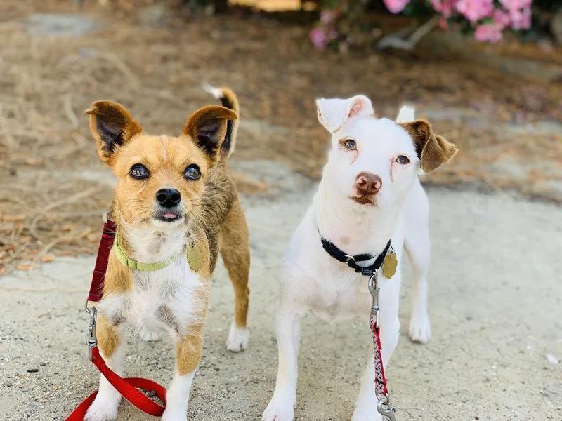 Kirby And Wayne thumbnail 2