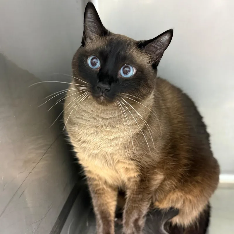 An adult small-sized male Brown / Chocolate Siamese cat named Tango for adoption in Casa Grande, AZ