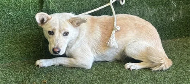 A baby small-sized female German Shepherd Dog dog named Carmen for adoption in Lancaster, CA