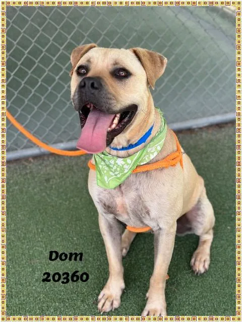 DOM see also PUPCAKE thumbnail 2
