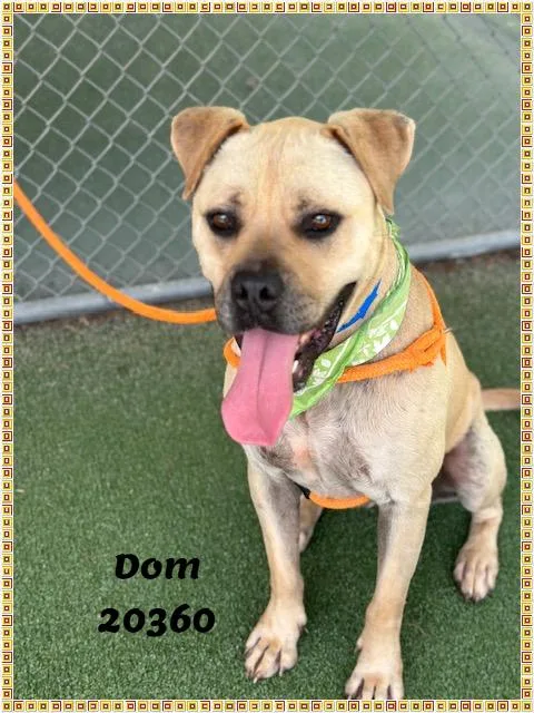 DOM see also PUPCAKE thumbnail 5