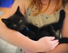 A baby small-sized male Black Domestic Short Hair cat named Oliver for adoption in Mankato, MN