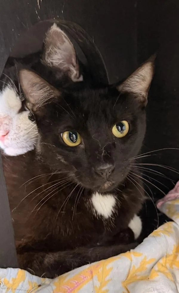 An adult small-sized male Domestic Short Hair cat named Noah for adoption in Canton, GA