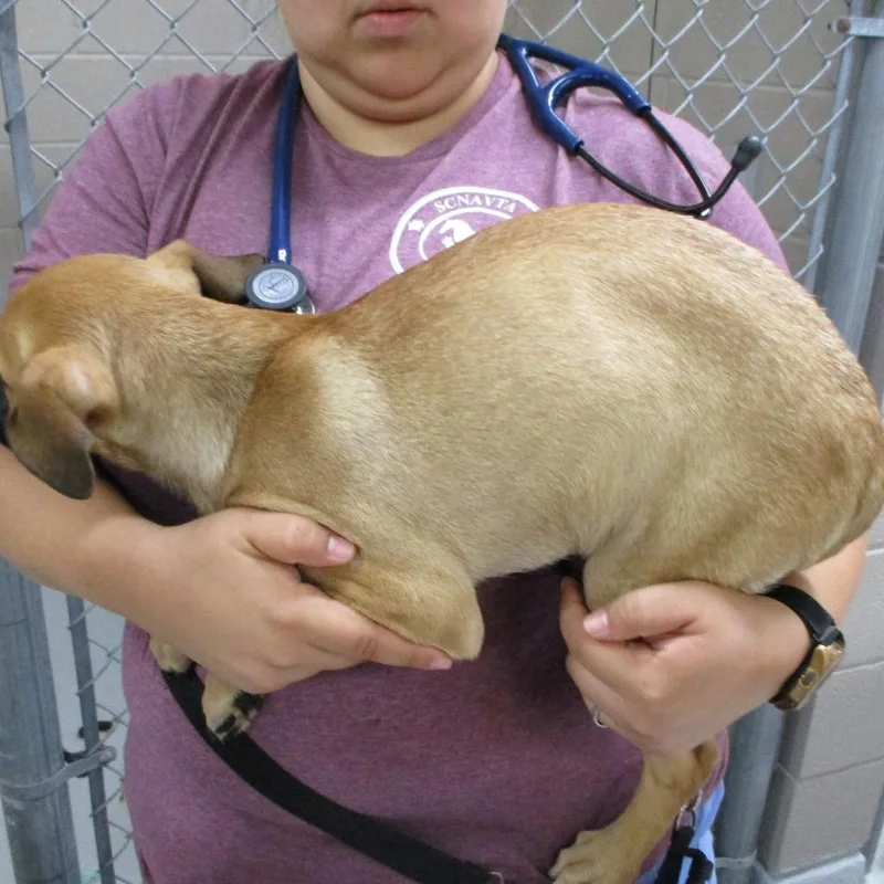 A baby medium-sized female Mixed Breed dog named Phoebe for adoption in Las Cruces, NM