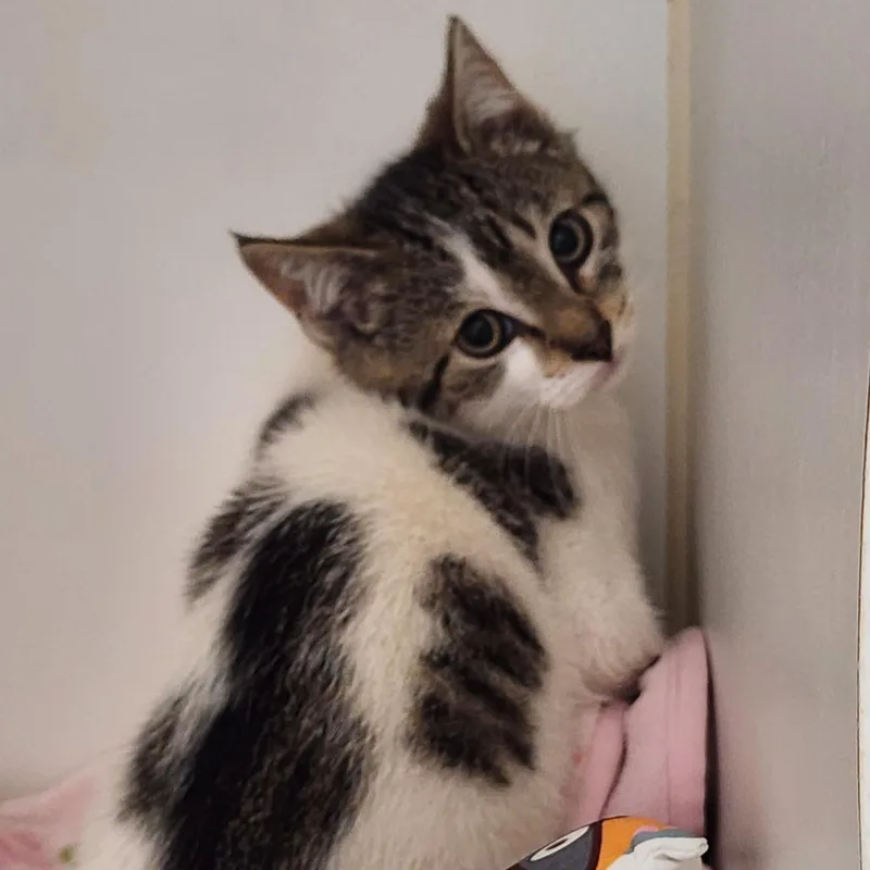 A baby small-sized female White Domestic Short Hair cat named Elizabeth for adoption in Middletown, NY