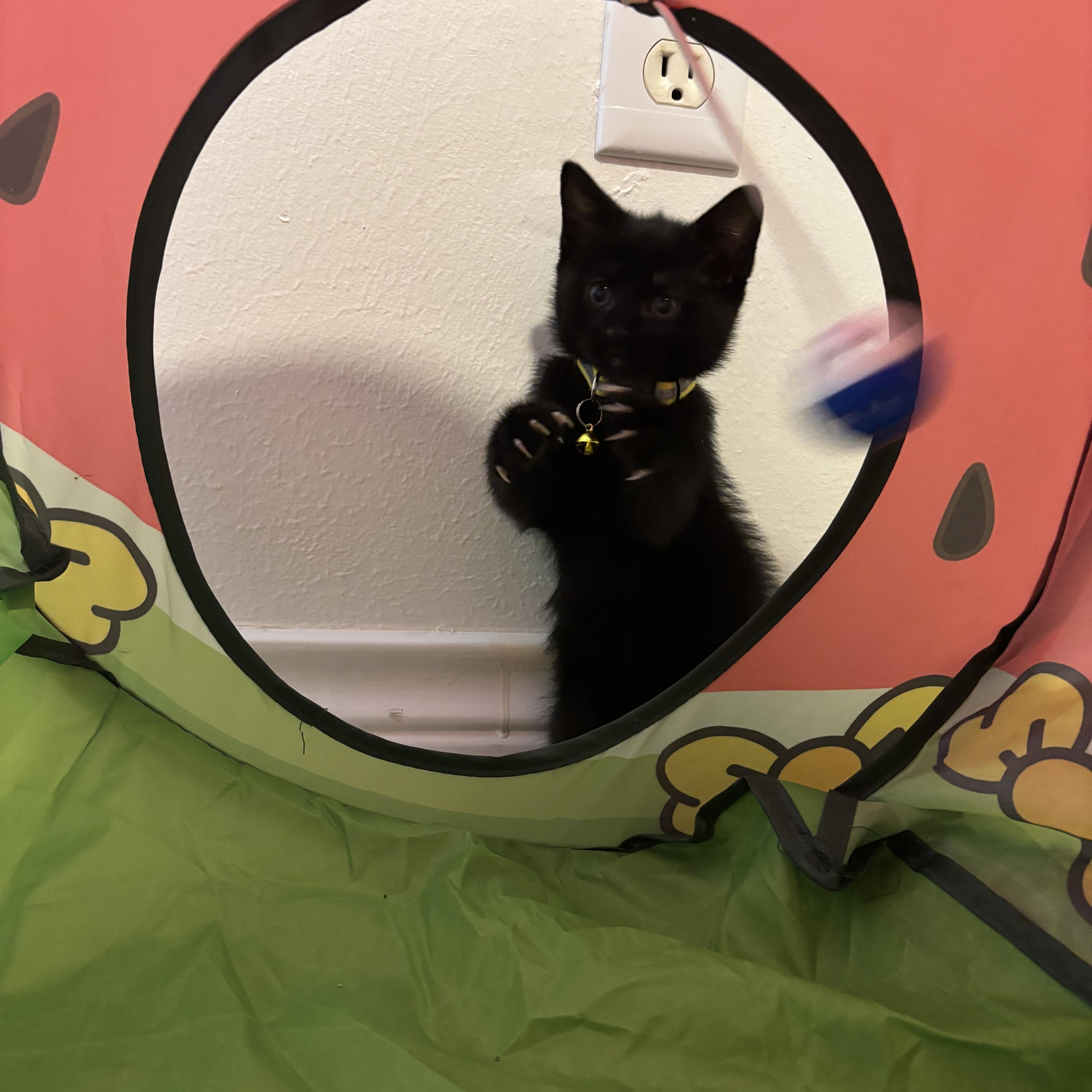 A baby medium-sized female Black Domestic Short Hair cat named Dr. Robbie for adoption in Bryan, TX