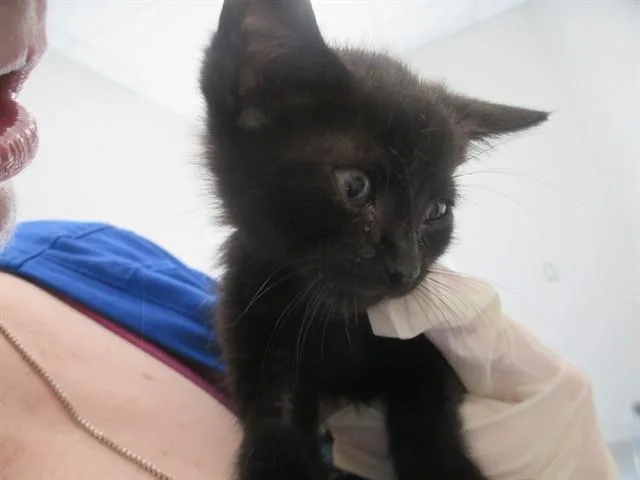 A baby small-sized male Domestic Short Hair cat named Kenny Roger for adoption in Ocala, FL