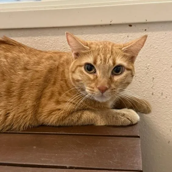 An adult large-sized female Domestic Short Hair cat named Kimchi Chino Hills for adoption in Chino Hills, CA