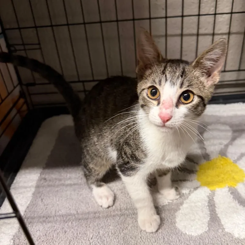A baby small-sized male Brown / Chocolate Domestic Short Hair cat named Callaway for adoption in Middleburg Heights , OH