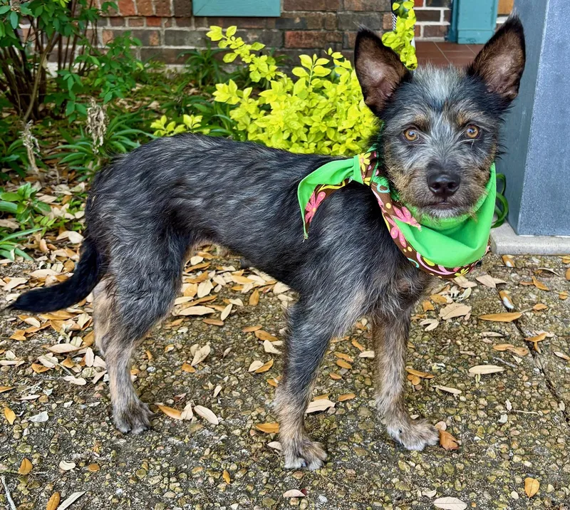 Clover  Little Charming thumbnail 2