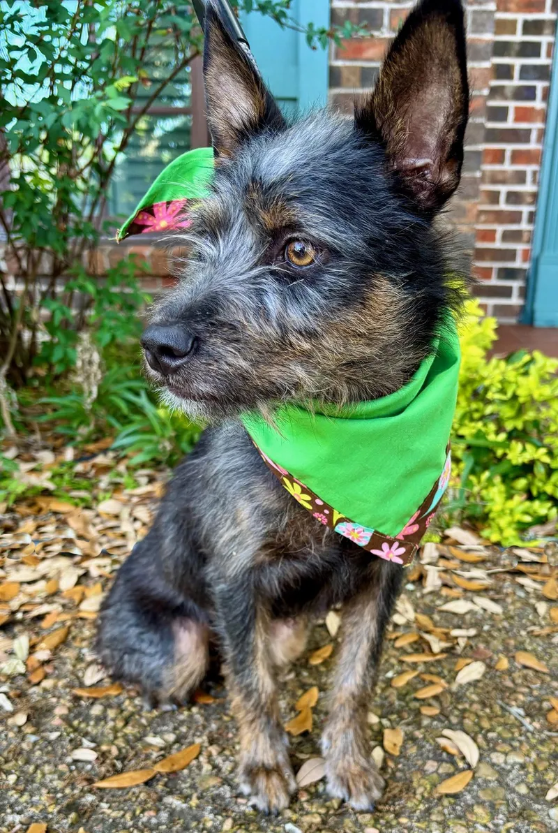 Clover  Little Charming thumbnail 3