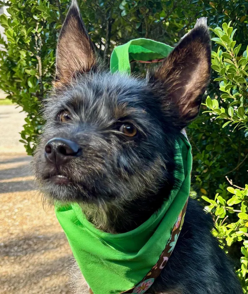 Clover  Little Charming thumbnail 4