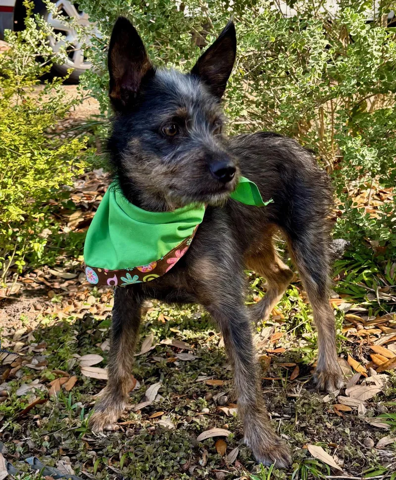 Clover  Little Charming thumbnail 5