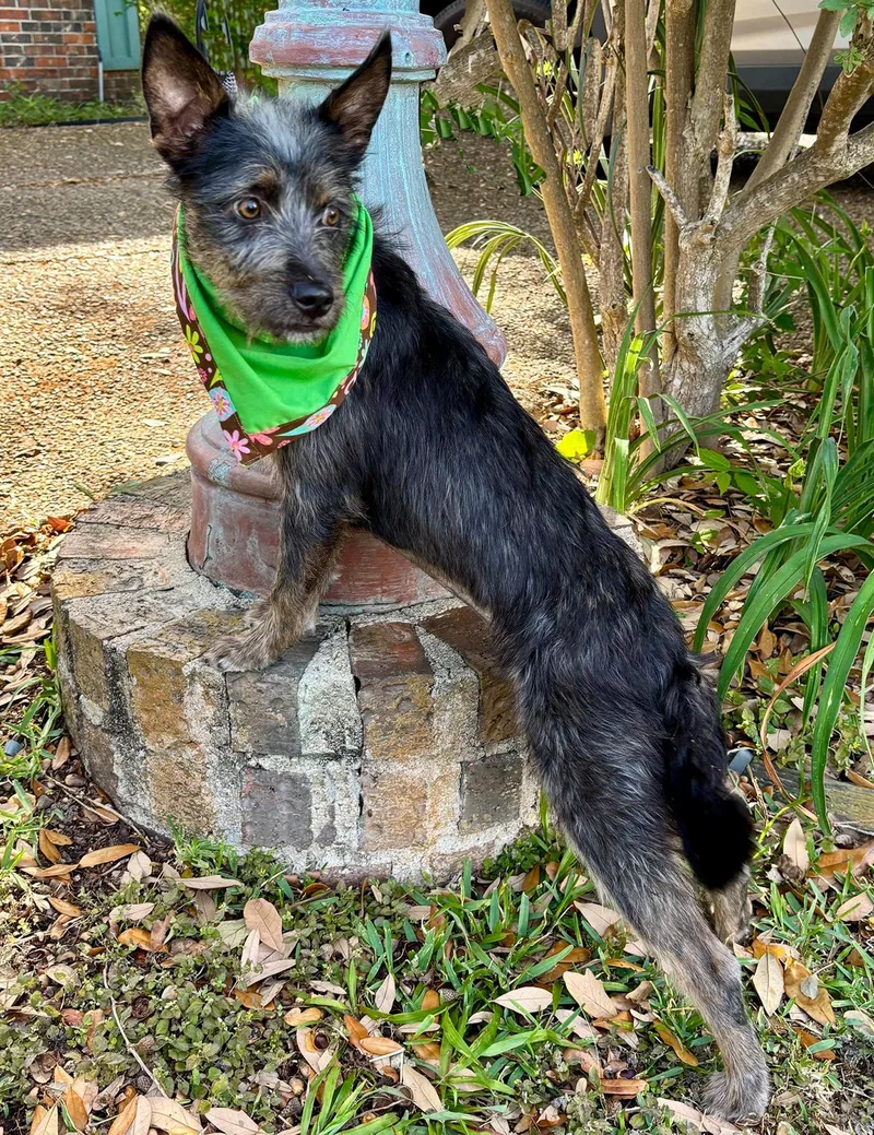 Clover  Little Charming thumbnail 6