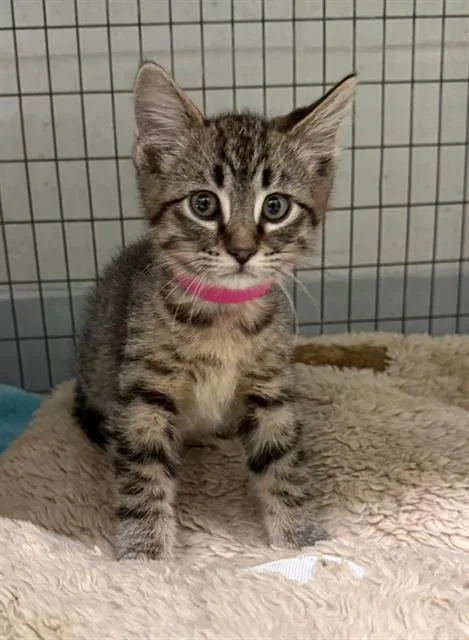 A baby small-sized female Domestic Short Hair cat named Yahoo for adoption in Peoria, IL