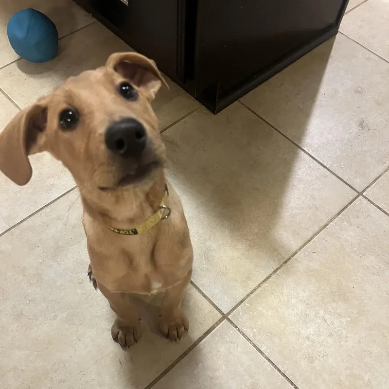 A young small-sized male Yellow / Tan / Blond / Fawn Labrador Retriever dog named Mr Pickles for adoption in Winder, GA