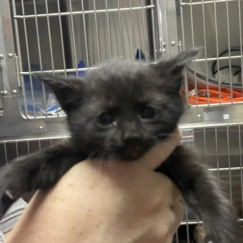 A baby small-sized male Black Domestic Short Hair cat named Alfonzo for adoption in Birmingham, AL