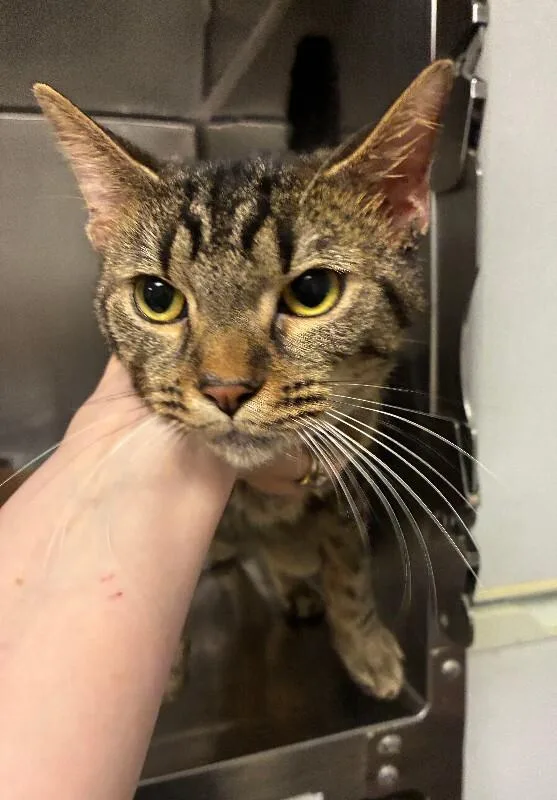 An adult medium-sized male Tabby (Brown / Chocolate) Domestic Short Hair cat named Harold for adoption in Cincinnati, OH