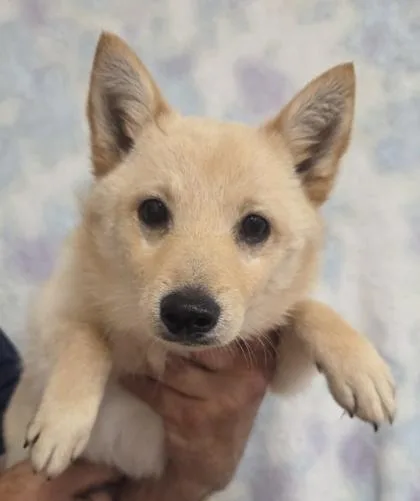 A baby small-sized female Schipperke dog named Sadie for adoption in Malvern, PA