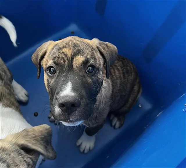 A baby large-sized male Mixed Breed dog named Chase for adoption in Dallas, TX