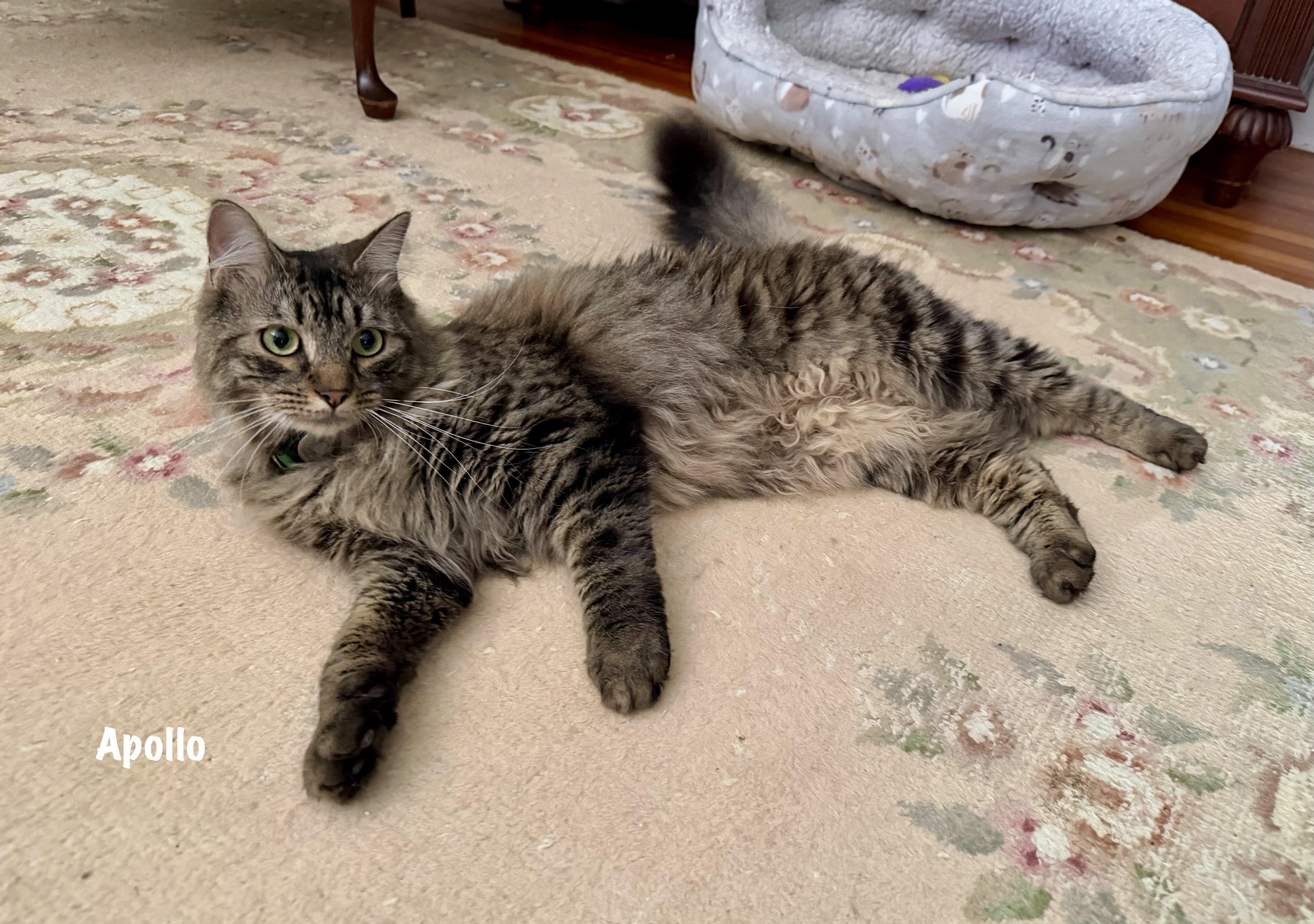 Apollo