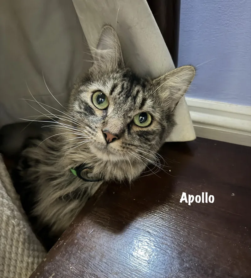 Apollo thumbnail 2