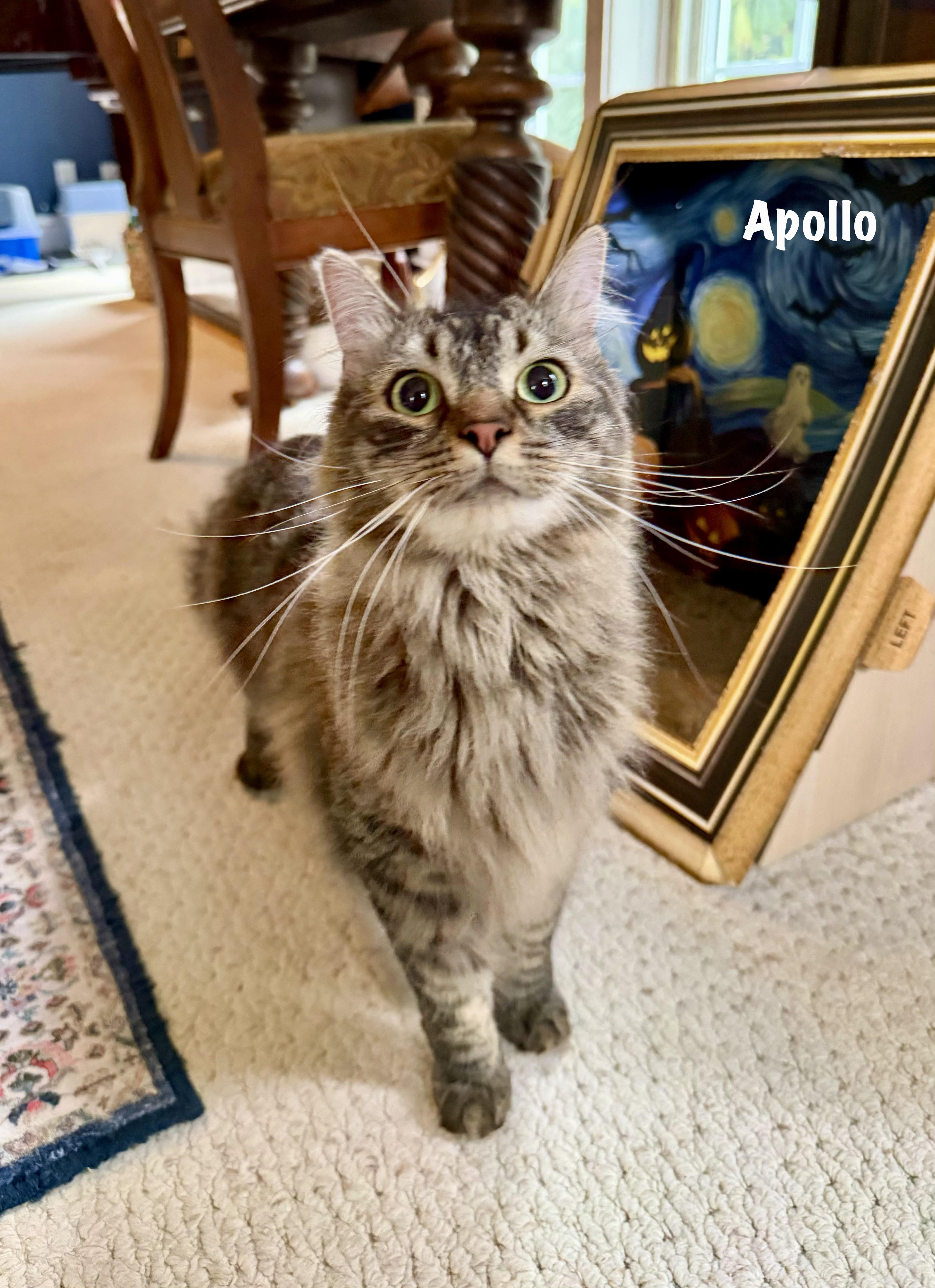 Apollo thumbnail 3