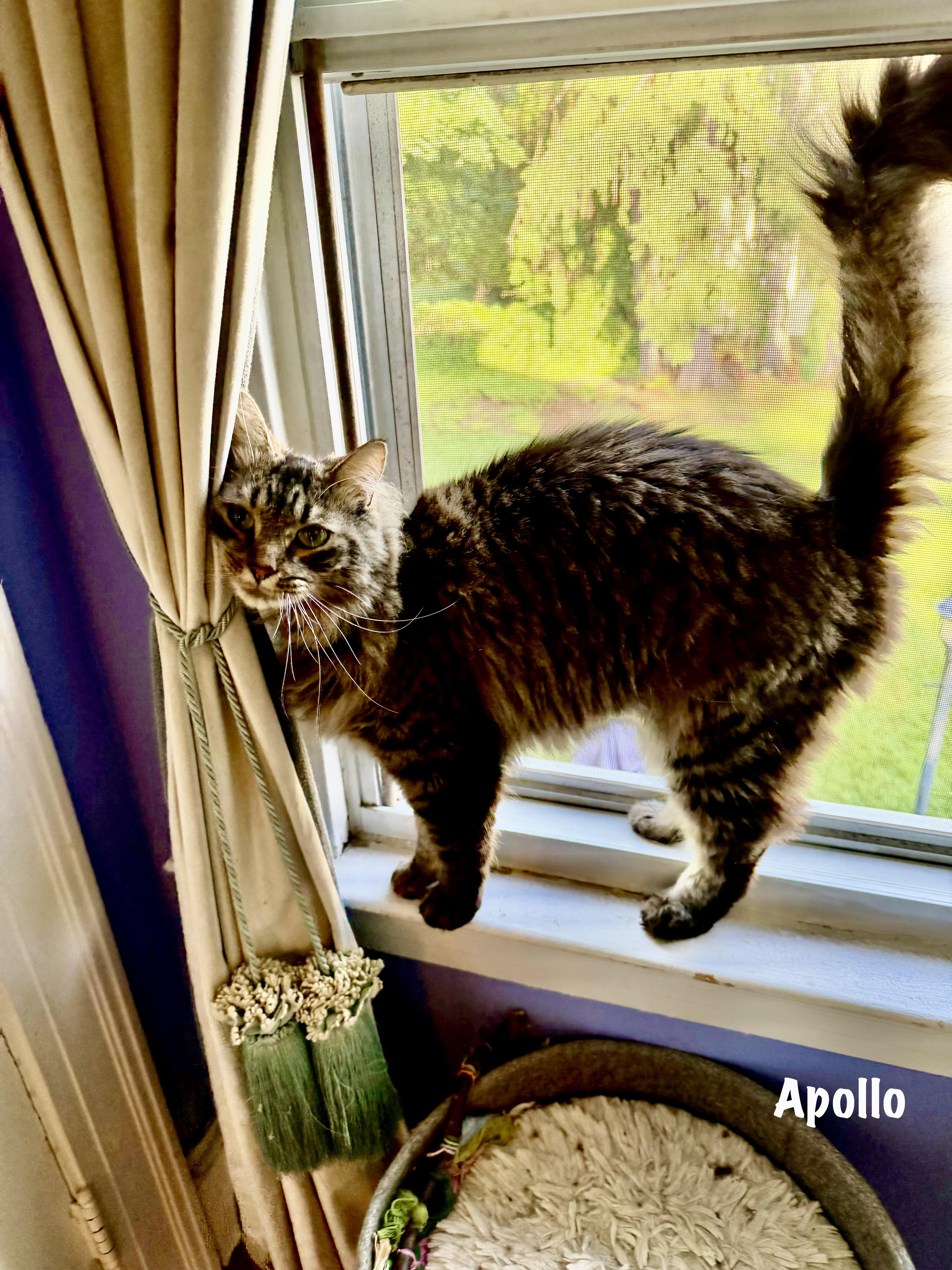 Apollo thumbnail 4
