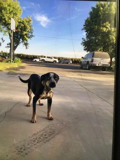 An adult medium-sized female Pit Bull Terrier dog named Rumi for adoption in Fresno, CA