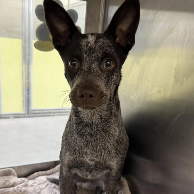 A baby small-sized female Brown / Chocolate Mixed Breed dog named Gemini for adoption in Las Cruces, NM