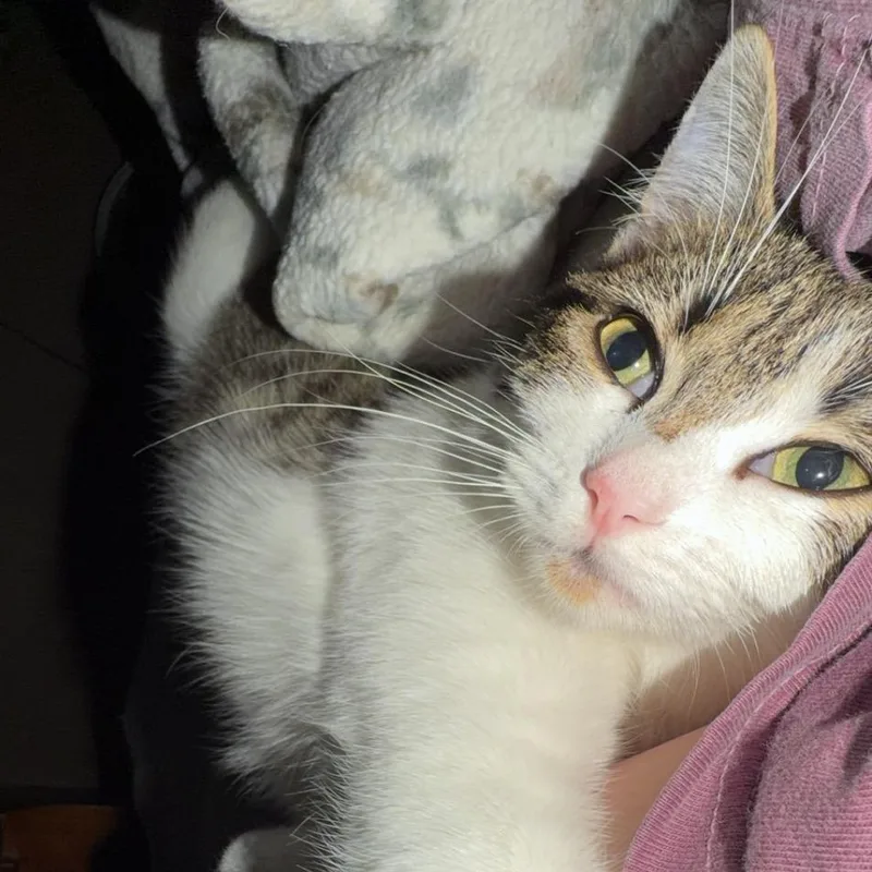 A young medium-sized female Gray & White Domestic Short Hair cat named Loca for adoption in Mississippi State, MS