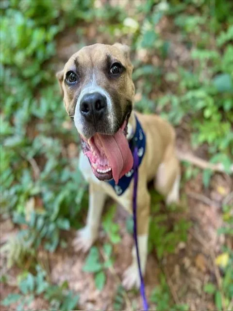 A young medium-sized male Mixed Breed dog named Harry Pawter for adoption in Charlotte, NC