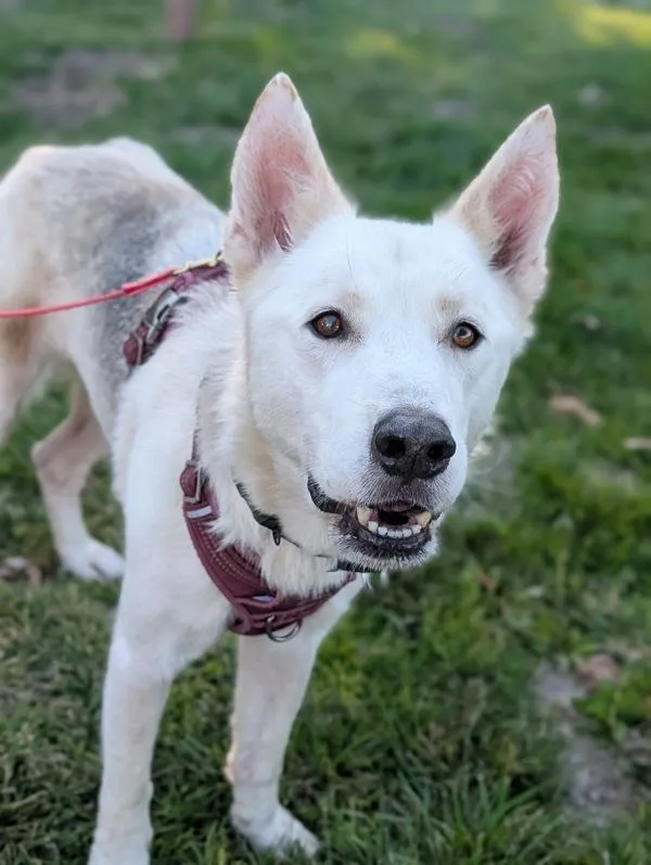 A senior large-sized male Siberian Husky dog named Blaze for adoption in Santa Rosa, CA