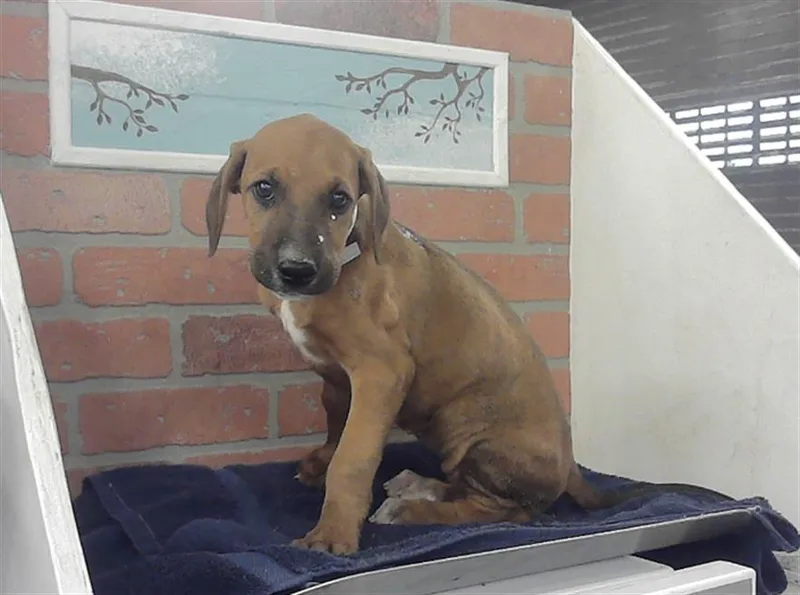 A baby small-sized female Doberman Pinscher dog named Puppy for adoption in Houston, TX