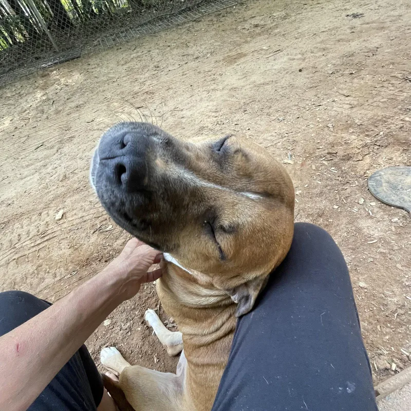 An adult large-sized male Boxer dog named Hank Dixon for adoption in Rockaway, NJ