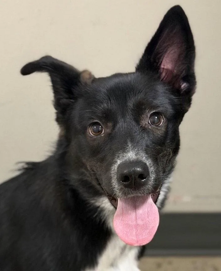 A young medium-sized female Border Collie dog named Sweet'N Low for adoption in Bloomfield, CT