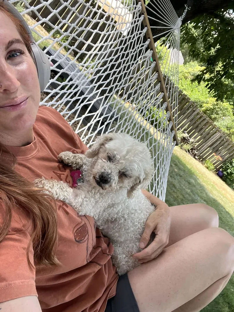 A senior small-sized female Bichon Frise dog named Cookie for adoption in Whitewater, WI