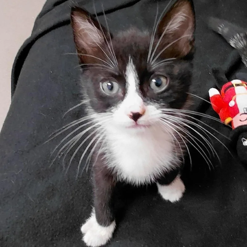 A baby small-sized male Black Domestic Short Hair cat named Charmin for adoption in Middlebury, VT