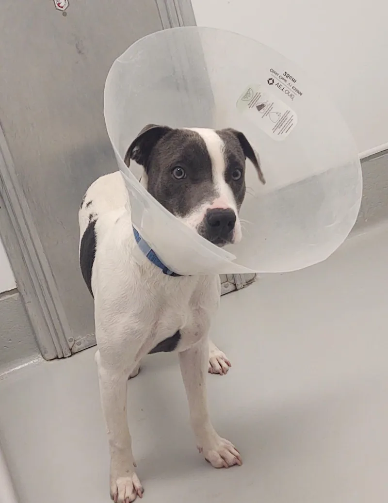 A baby large-sized male Pit Bull Terrier dog named Ryder for adoption in Chico, CA
