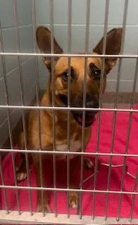 An adult medium-sized female Cattle Dog dog named Gidget for adoption in Fishers, IN