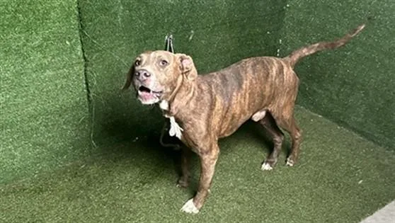 An adult large-sized male Pit Bull Terrier dog named Leif for adoption in Lancaster, CA