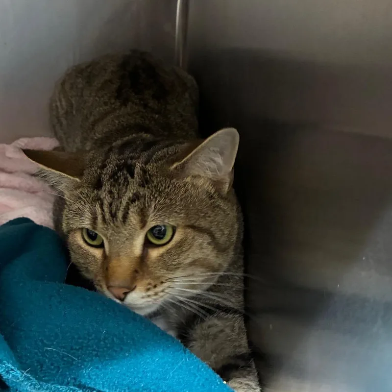 An adult medium-sized male Gray / Blue / Silver American Shorthair cat named Jar Head for adoption in Danville, KY