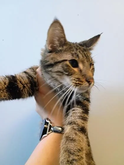 A young small-sized male Domestic Short Hair cat named Tinky Winky for adoption in Beatrice, NE