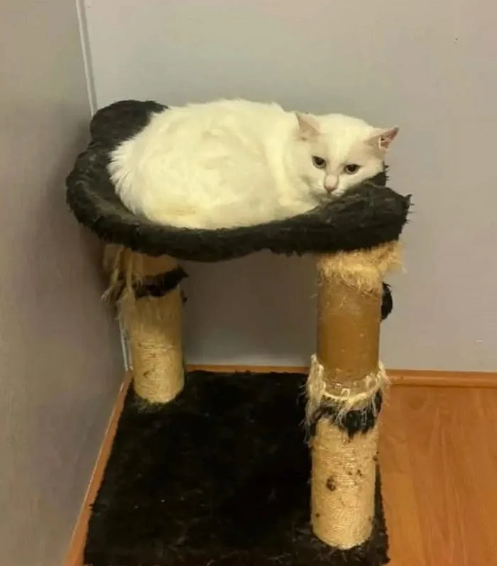 An adult medium-sized male White Domestic Medium Hair cat named Olaf for adoption in Pegram, TN