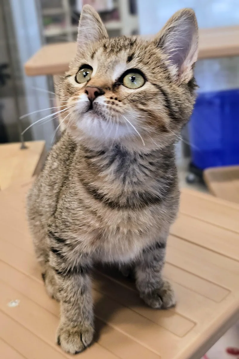 A baby medium-sized female Tabby (Brown / Chocolate) Domestic Short Hair cat named Jeanette for adoption in Amityville, NY